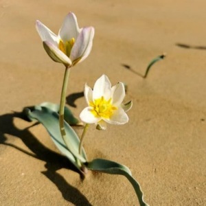 %d1%82%d1%8e%d0%bb%d1%8c%d0%bf%d0%b0%d0%bd %d1%81%d0%be%d0%b3%d0%b4%d0%b8%d0%b9%d1%81%d0%ba%d0%b8%d0%b9